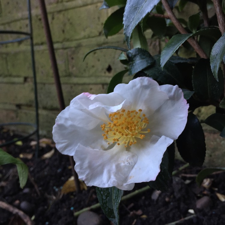plant image 883821