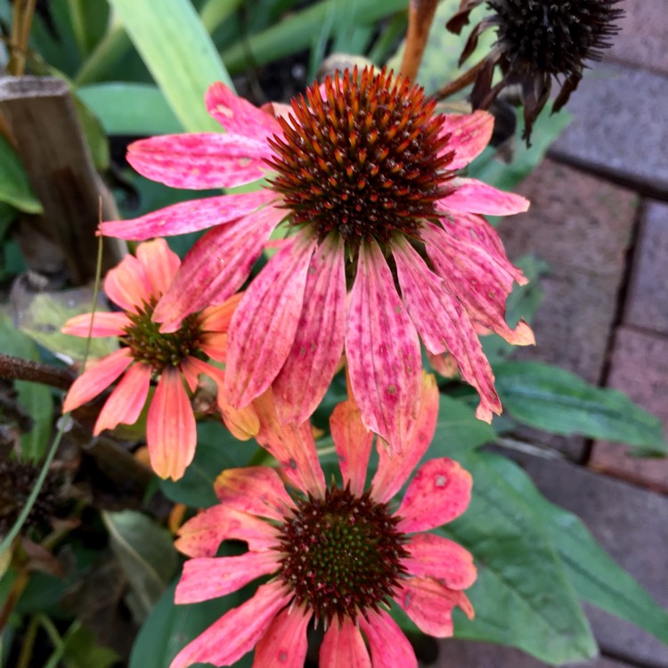plant image 887225 plant image 887225