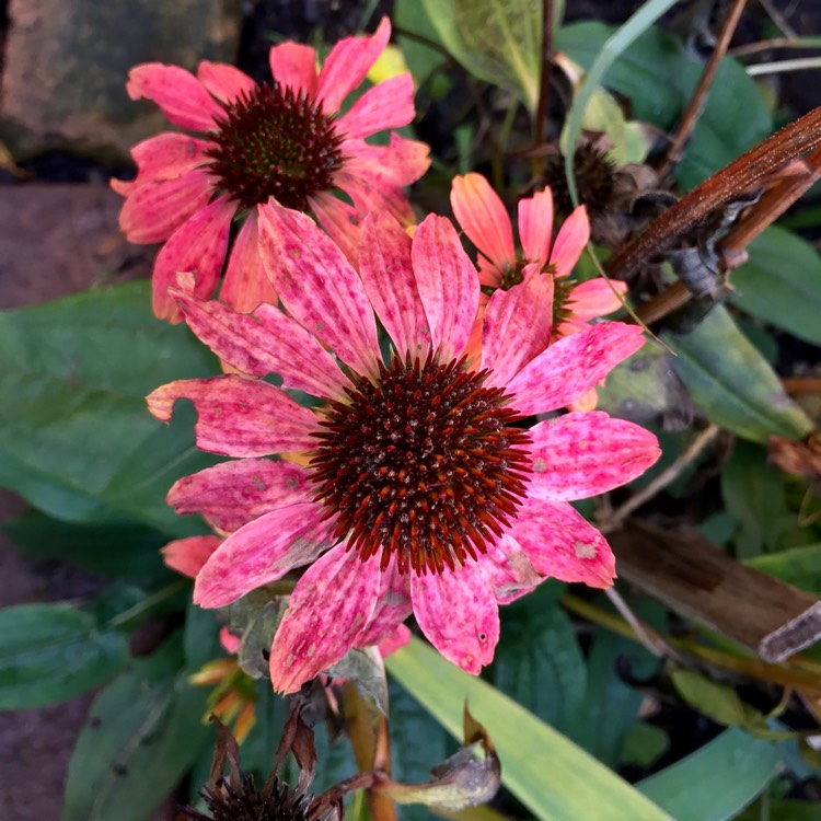 plant image 887227 plant image 887227