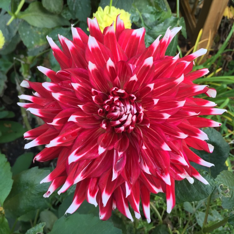 plant image 887228 plant image 887228