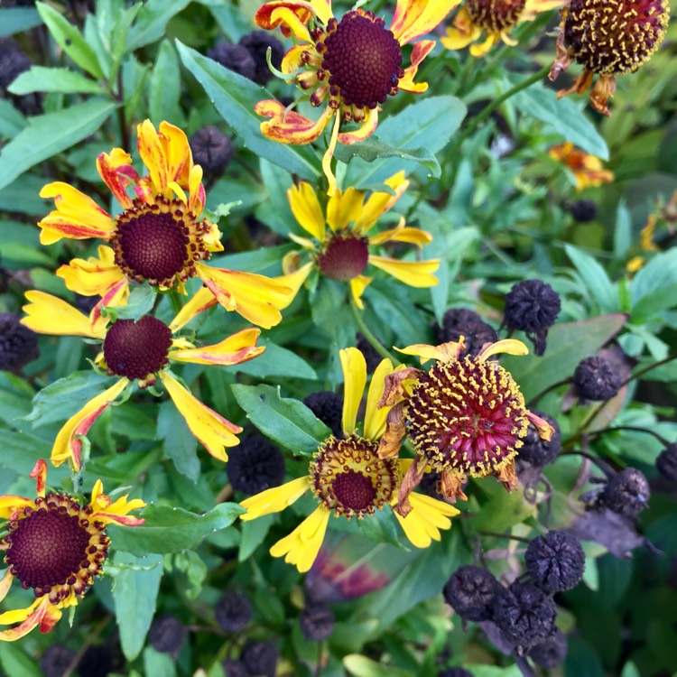plant image 887231 plant image 887231