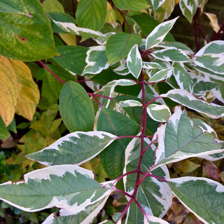 plant image 887235 plant image 887235