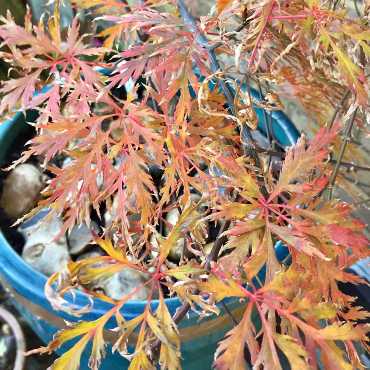 plant image 887237 plant image 887237