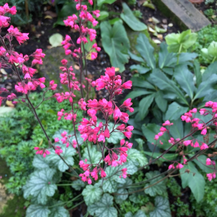plant image 887455 plant image 887455