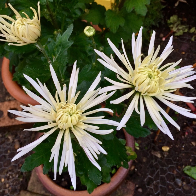 plant image 891970