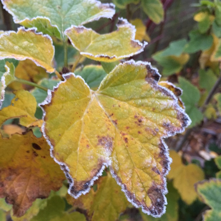Plant image Ribes x nidigrolaria