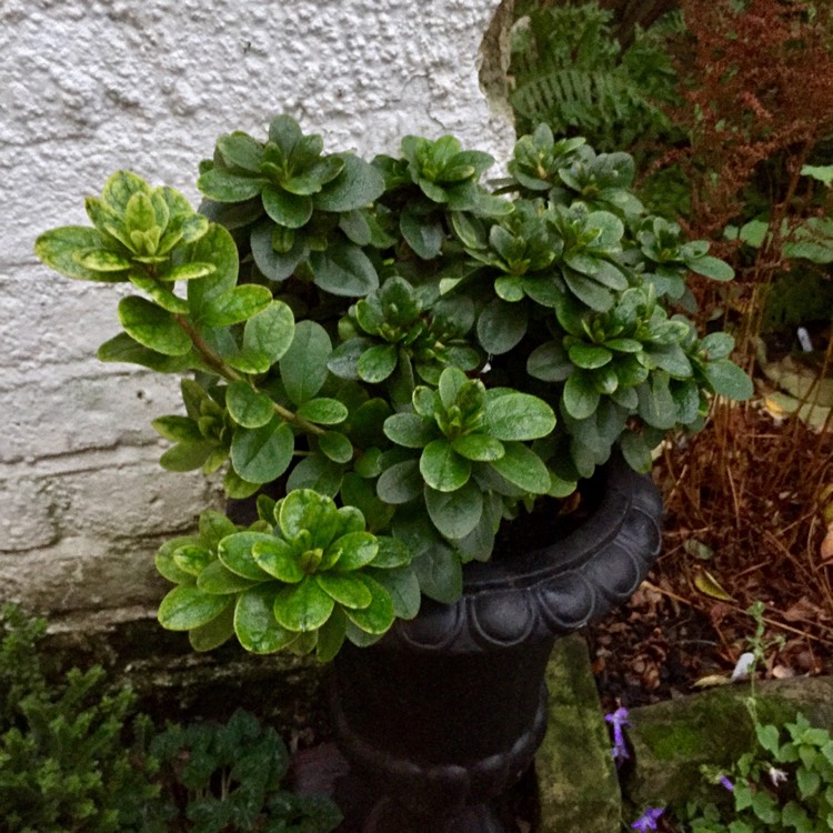 plant image 898736 plant image 898736