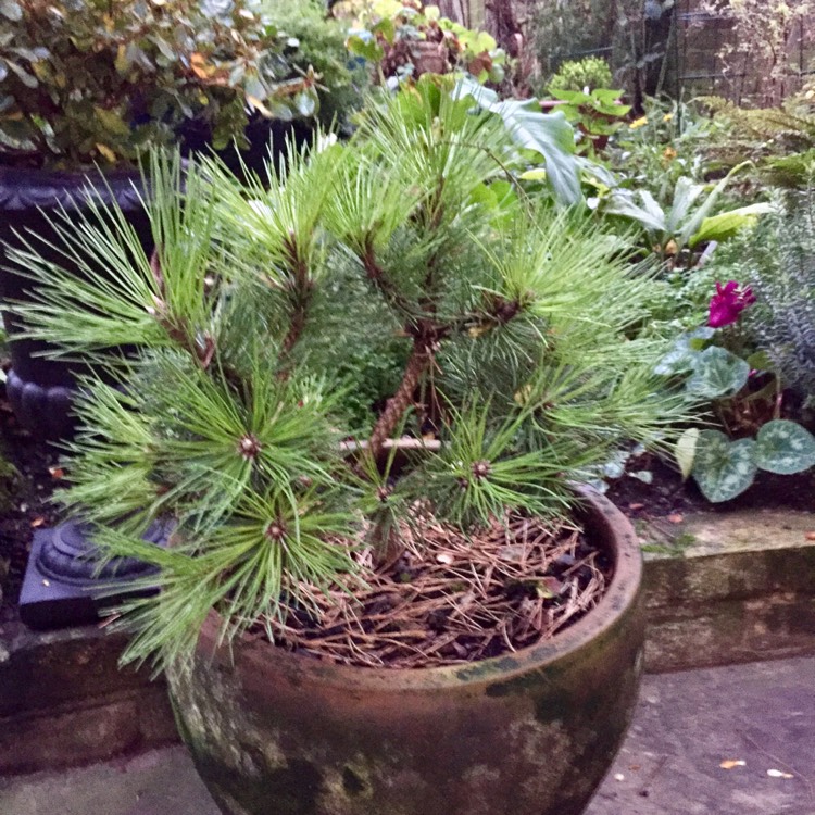plant image 898737 plant image 898737