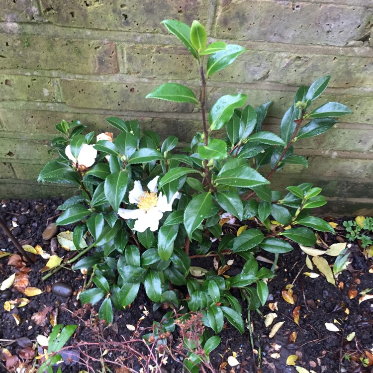 plant image 901116