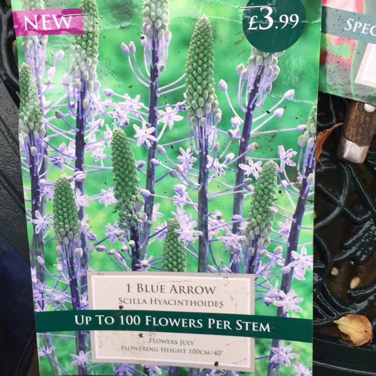 Plant image Scilla hyacinthoides