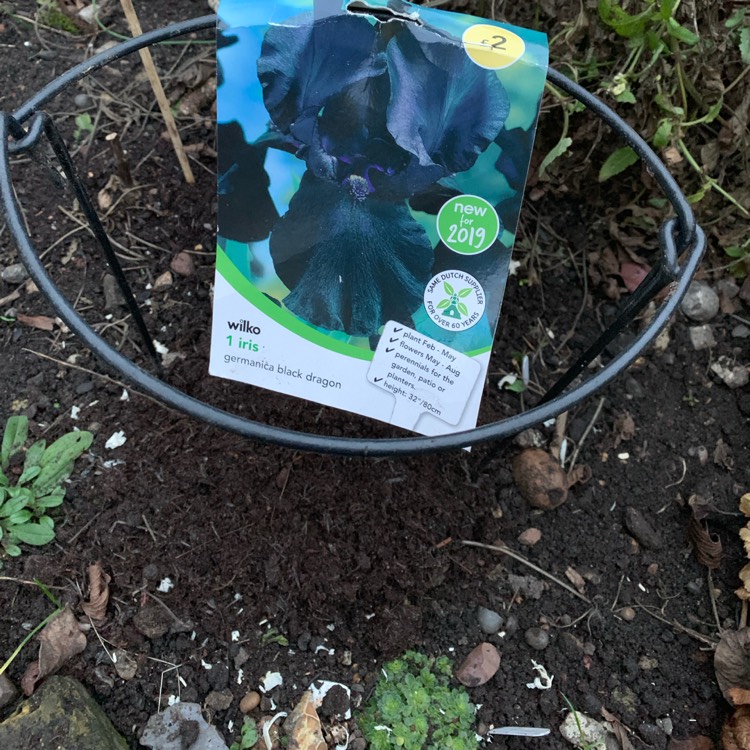 Plant image Iris x germanica 'Black Dragon'
