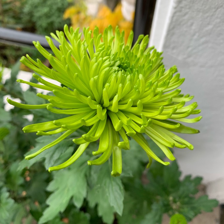 Plant image Chrysanthemum 'Green Mist'