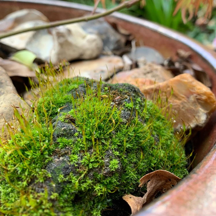 How to Grow Hypnum Moss (Hypnum cupressiforme)