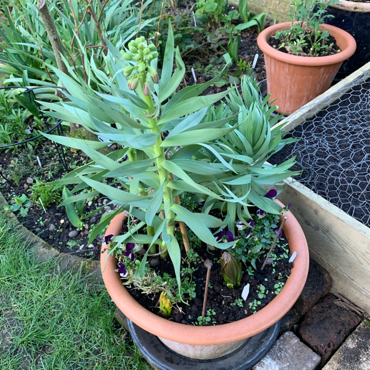 plant image 956920
