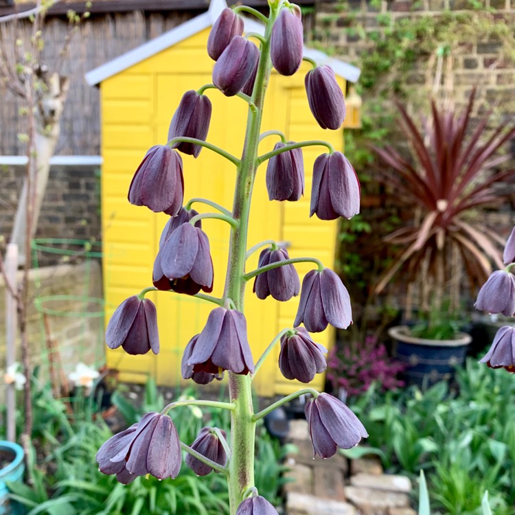 Plant image Fritillaria persica 'Adiyaman'