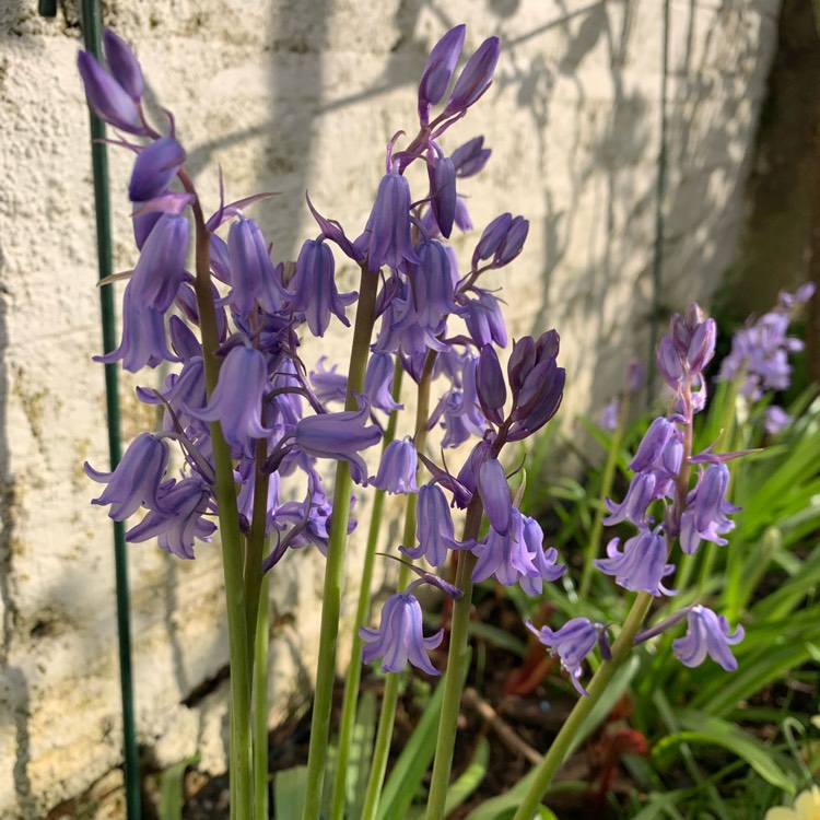 plant image 973459
