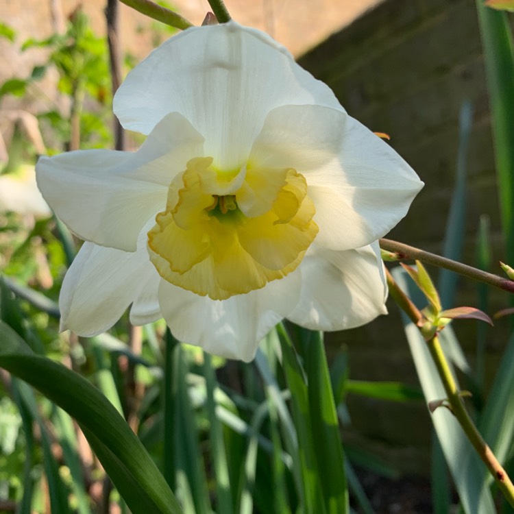 plant image 973470
