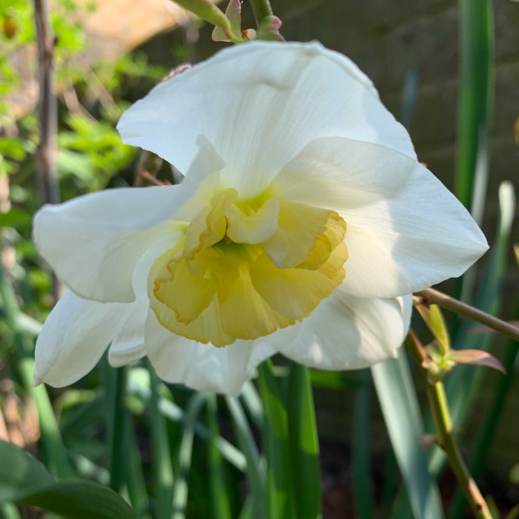 Plant image Narcissus 'Jules Verne'
