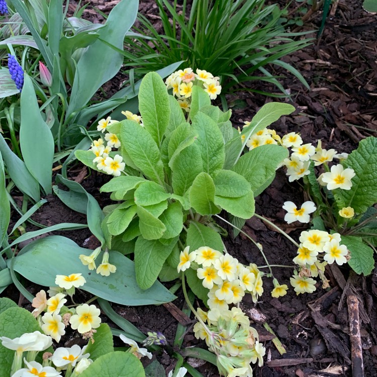 Plant image Primula veris 'Veristar Lemon'
