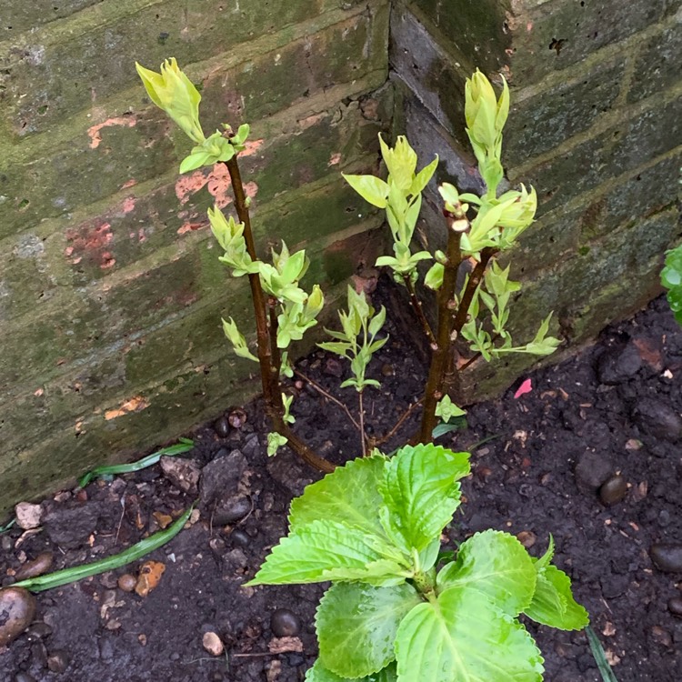 plant image 980101