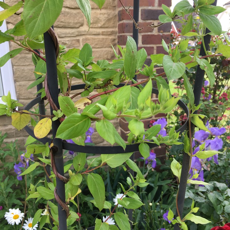 plant image 715629