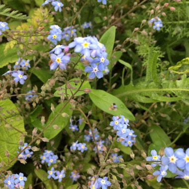 Forget-Me-Not