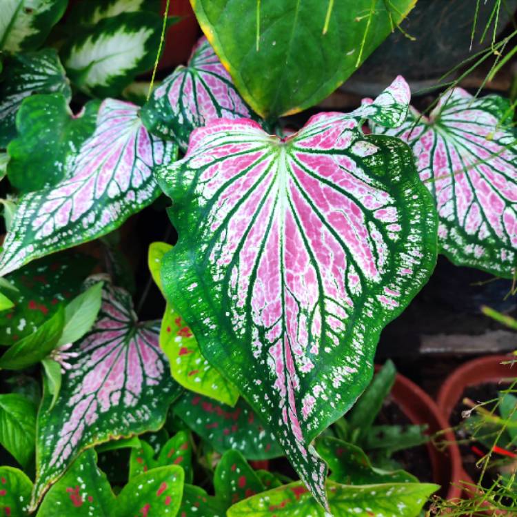 Plant image Caladium 'Thai Beauty'