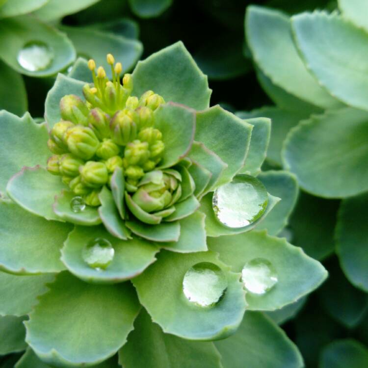 plant image 406911
