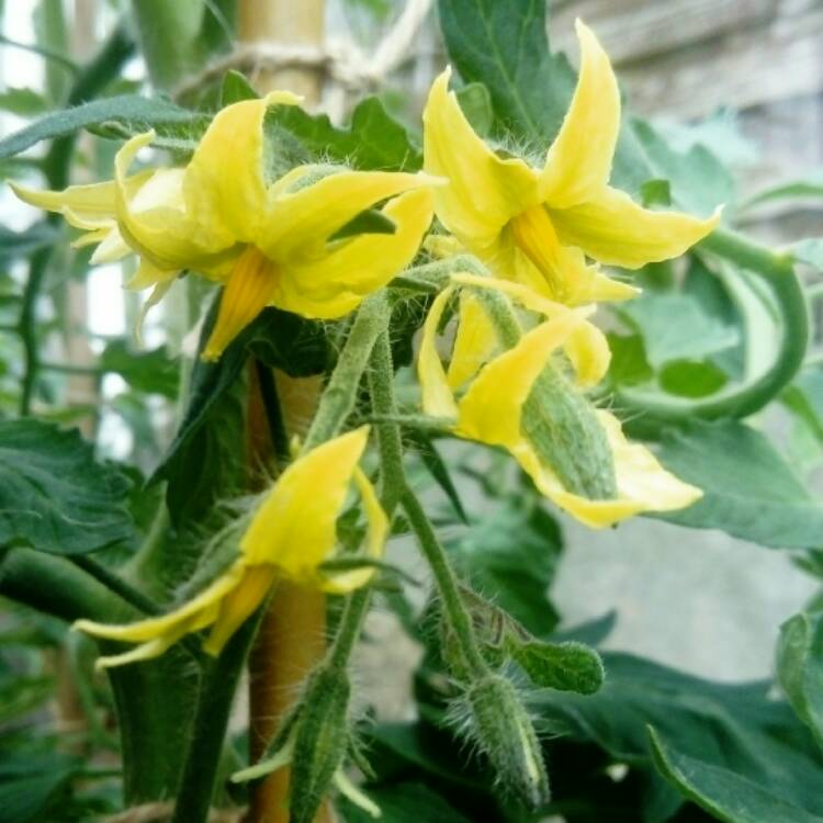 Plant image Solanum lycopersicum 'Alicante'