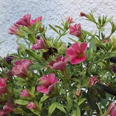Colleen's garden