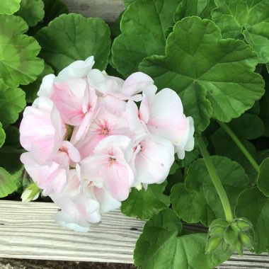 Cranesbill (Geranium)