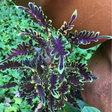 Coleus 'Kiwi Fern'