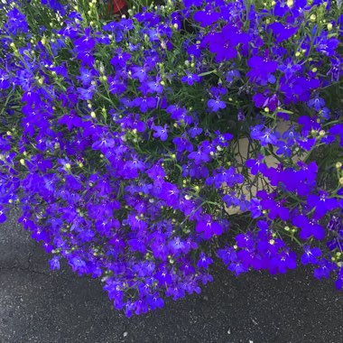 Trailing Lobelia