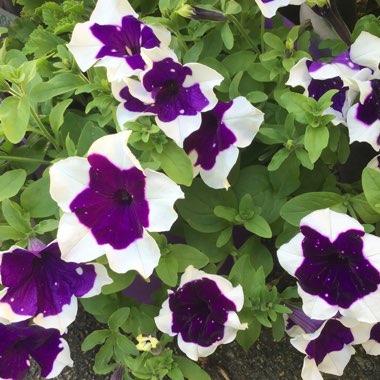 Petunia