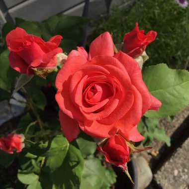 Rose