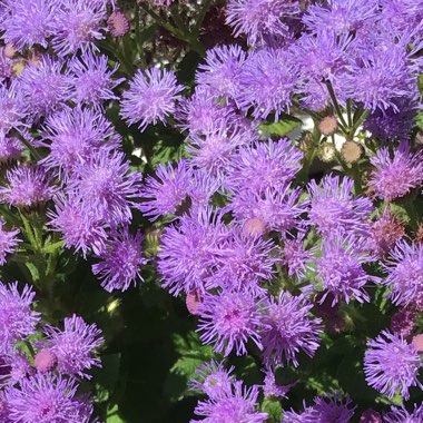 Floss Flower