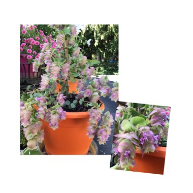 Ornamental Oregano
