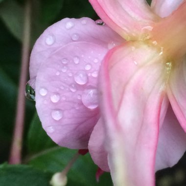 Chris's garden