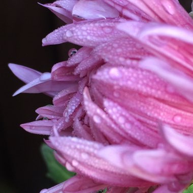 Chris's garden