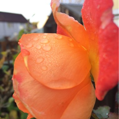 Chris's garden