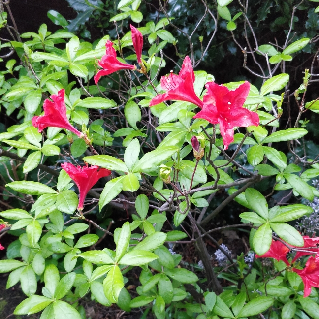 Plant image Rhododendron 'Conlen' (Encore Series) syn. Rhododendron 'Encore Autumn Bravo'