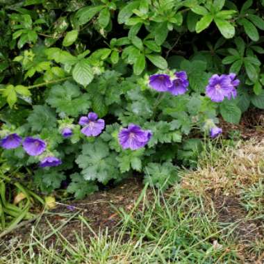Cranesbill 'Johnson's Blue'