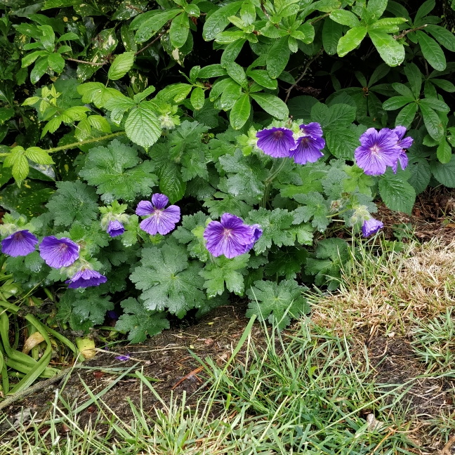plant image 1073272