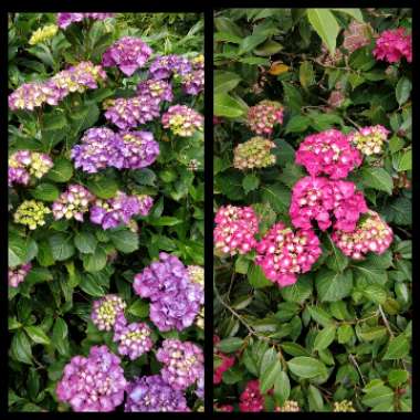 Hydrangea