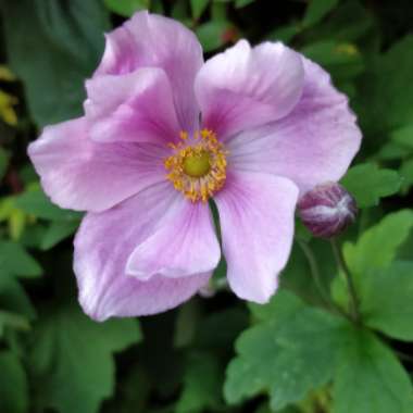 Japanese Anemone
