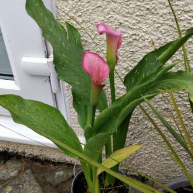 Calla Lily