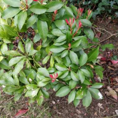 Pieris 'Mountain Fire'