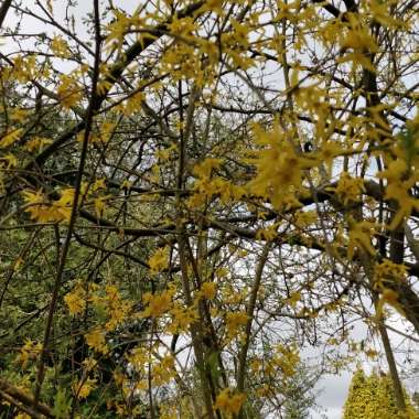 Forsythia