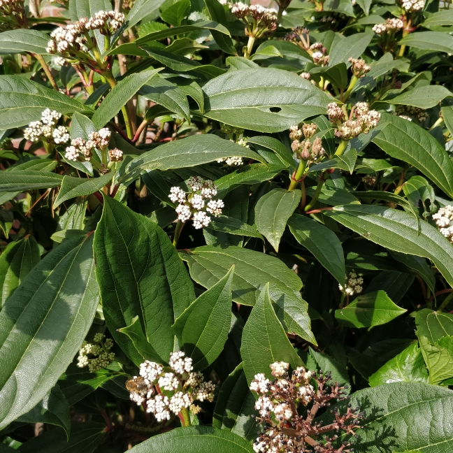 Plant image Viburnum davidii