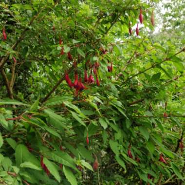 Fuchsia